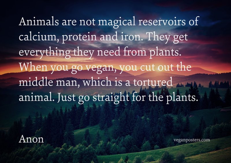 Animals are not magical reservoirs of calcium, protein and iron. They get everything they need from plants. When you go vegan, you cut out the middle man, which is a tortured animal. Just go straight for the plants.