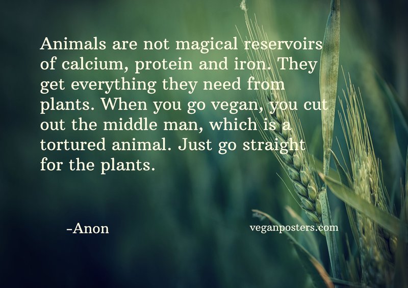 Animals are not magical reservoirs of calcium, protein and iron. They get everything they need from plants. When you go vegan, you cut out the middle man, which is a tortured animal. Just go straight for the plants.