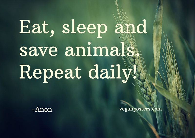 Eat, sleep and save animals. Repeat daily!