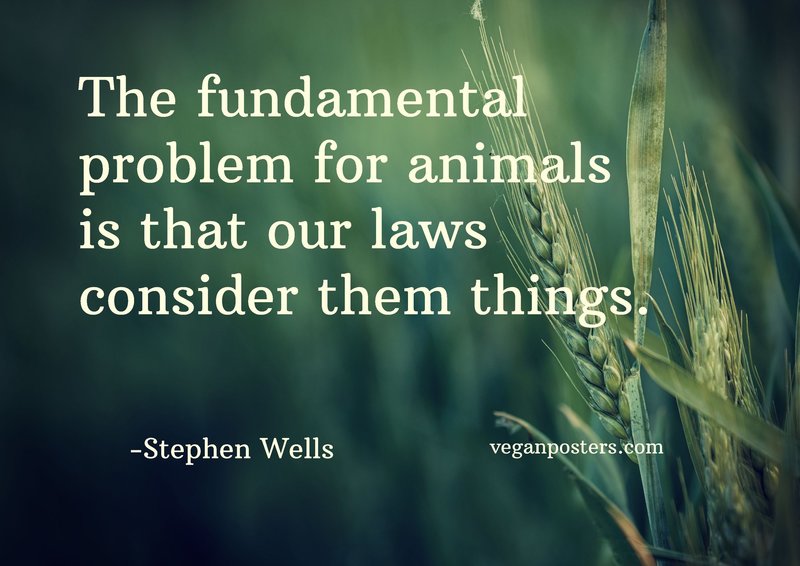 The fundamental problem for animals is that our laws consider them things.
