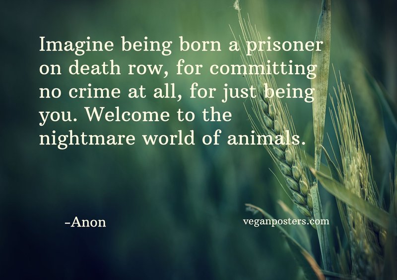 Imagine being born a prisoner on death row, for committing no crime at all, for just being you. Welcome to the nightmare world of animals.