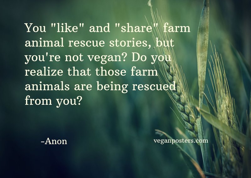 You "like" and "share" farm animal rescue stories, but you're not vegan? Do you realize that those farm animals are being rescued from you?