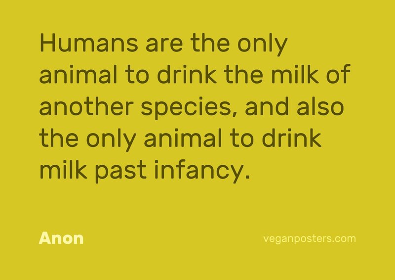 Humans are the only animal to drink the milk of another species, and also the only animal to drink milk past infancy.