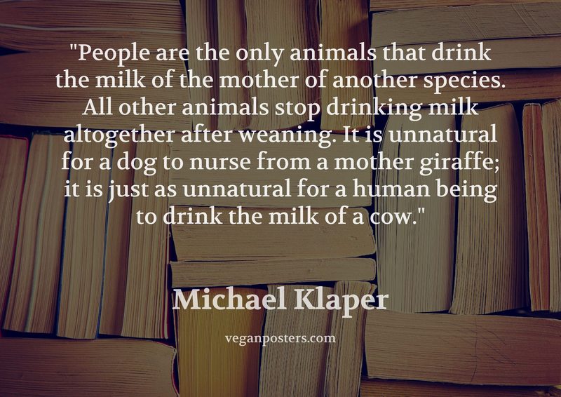 People are the only animals that drink the milk of the mother of another species. All other animals stop drinking milk altogether after weaning. It is unnatural for a dog to nurse from a mother giraffe; it is just as unnatural for a human being to drink the milk of a cow.