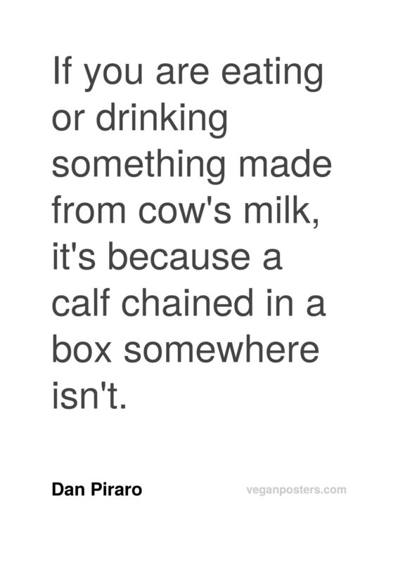 If you are eating or drinking something made from cow's milk, it's because a calf chained in a box somewhere isn't.