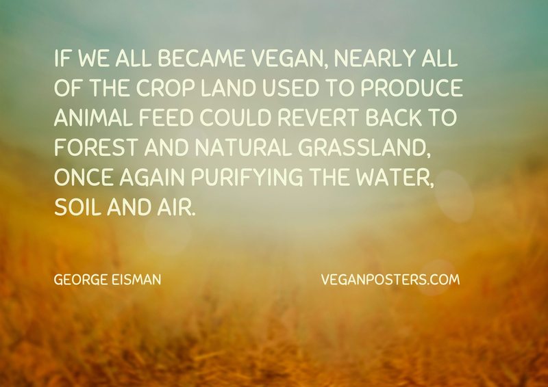 If we all became vegan, nearly all of the crop land used to produce animal feed could revert back to forest and natural grassland, once again purifying the water, soil and air.