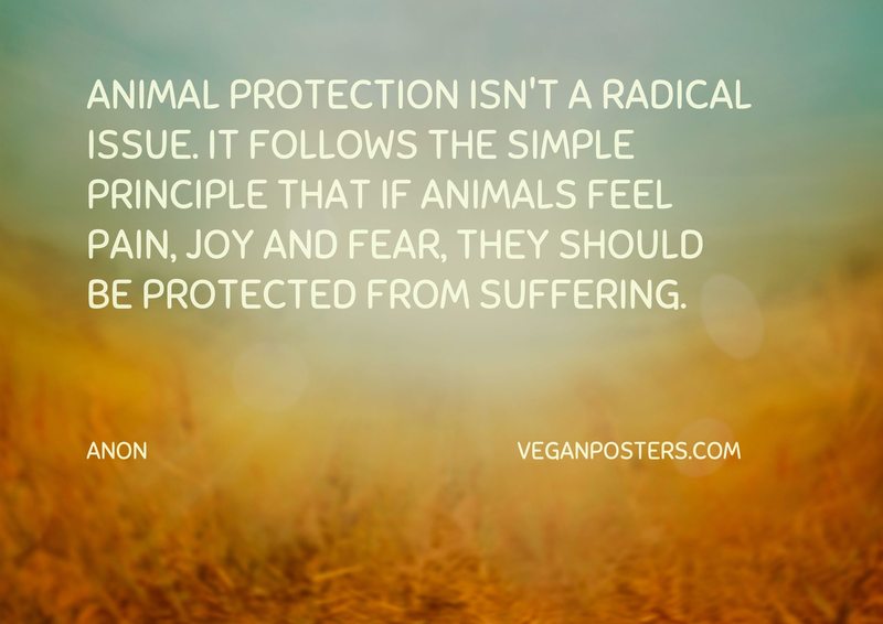Animal protection isn't a radical issue. It follows the simple principle that if animals feel pain, joy and fear, they should be protected from suffering.