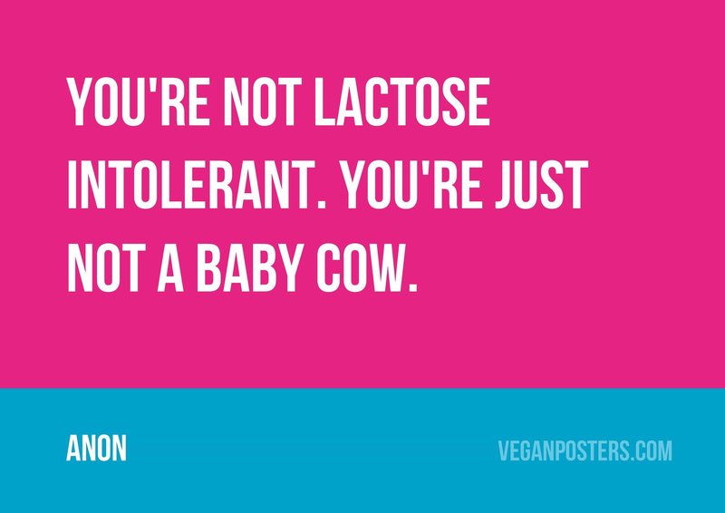 You're not lactose intolerant. You're just not a baby cow.