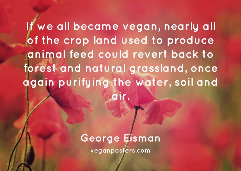 If we all became vegan, nearly all of the crop land used to produce animal feed could revert back to forest and natural grassland, once again purifying the water, soil and air.