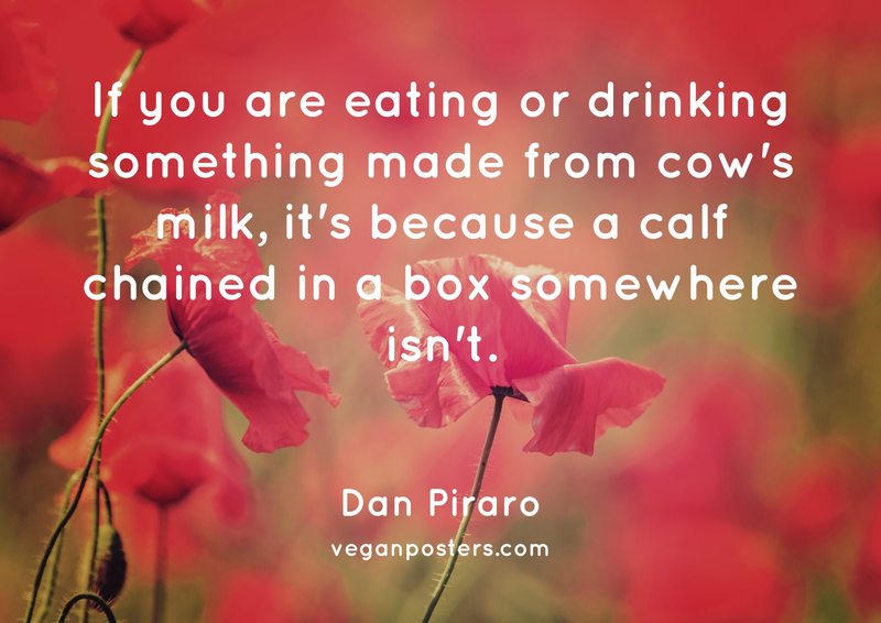 If you are eating or drinking something made from cow's milk, it's because a calf chained in a box somewhere isn't.