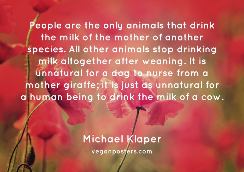 People are the only animals that drink the milk of the mother of another species. All other animals stop drinking milk altogether after weaning. It is unnatural for a dog to nurse from a mother giraffe; it is just as unnatural for a human being to drink the milk of a cow.