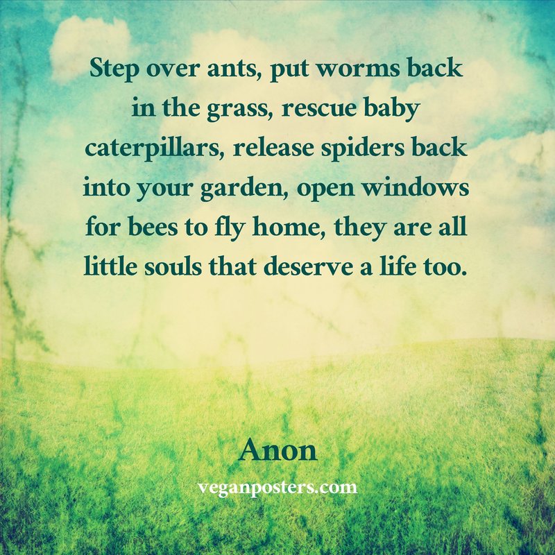 Step over ants, put worms back in the grass, rescue baby caterpillars, release spiders back into your garden, open windows for bees to fly home, they are all little souls that deserve a life too.