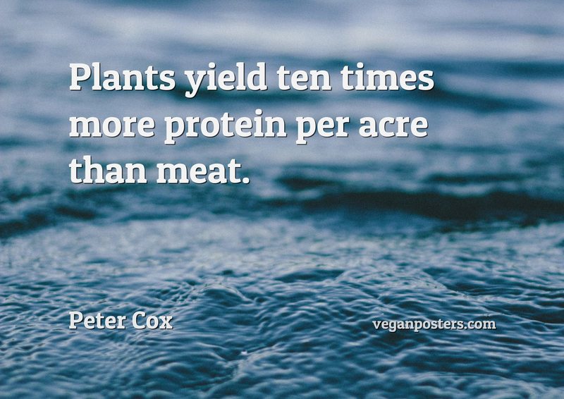 Plants yield ten times more protein per acre than meat.