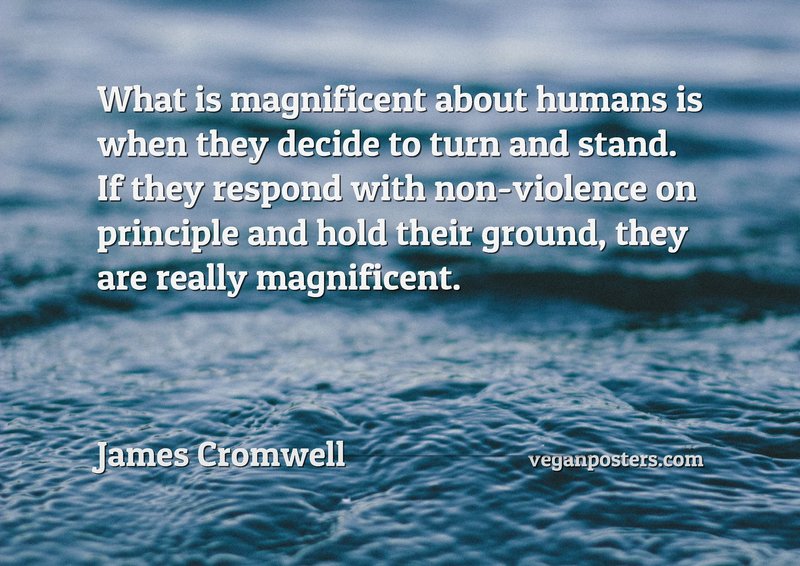 What is magnificent about humans is when they decide to turn and stand. If they respond with non-violence on principle and hold their ground, they are really magnificent.