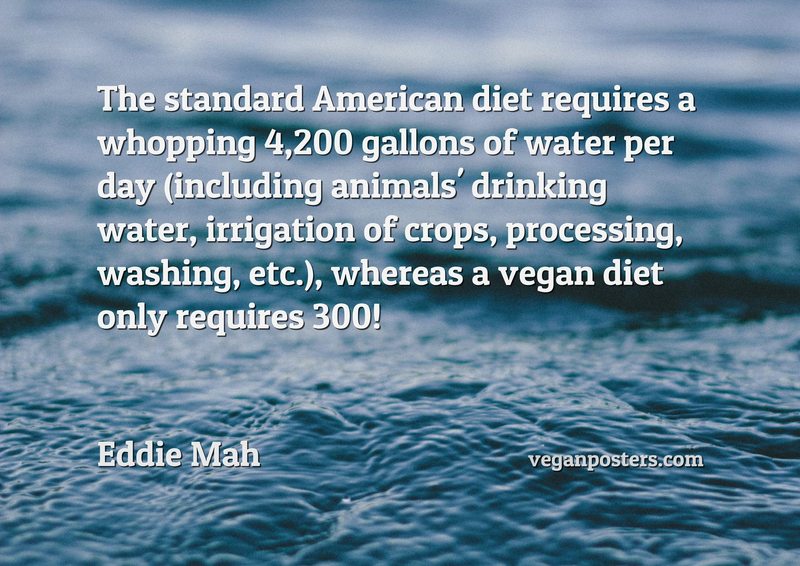 The standard American diet requires a whopping 4,200 gallons of water per day (including animals' drinking water, irrigation of crops, processing, washing, etc.), whereas a vegan diet only requires 300!