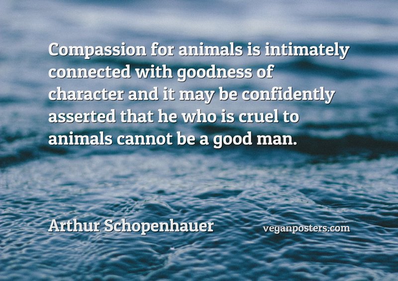 Compassion for animals is intimately connected with goodness of character and it may be confidently asserted that he who is cruel to animals cannot be a good man.