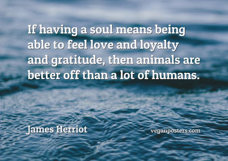 If having a soul means being able to feel love and loyalty and gratitude, then animals are better off than a lot of humans.