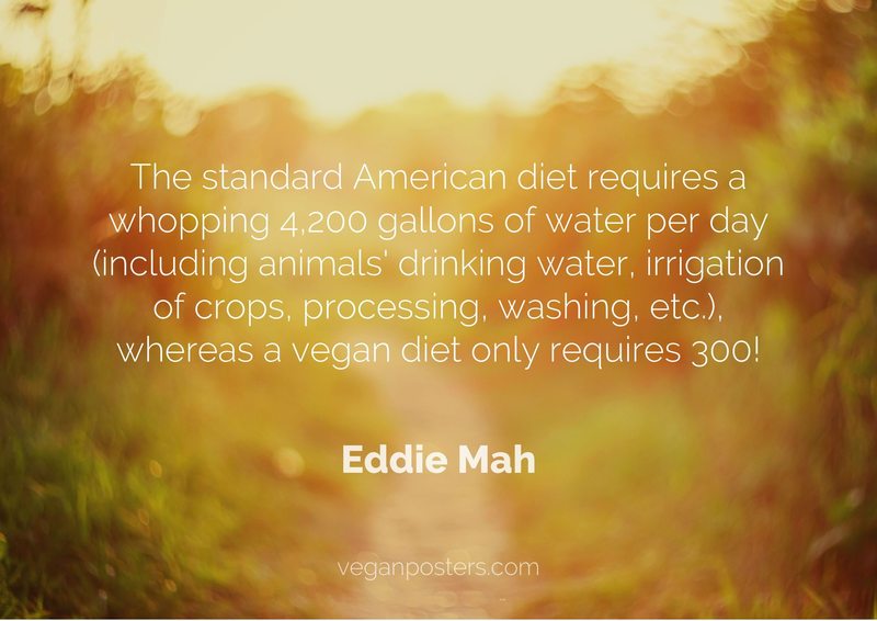 The standard American diet requires a whopping 4,200 gallons of water per day (including animals' drinking water, irrigation of crops, processing, washing, etc.), whereas a vegan diet only requires 300!